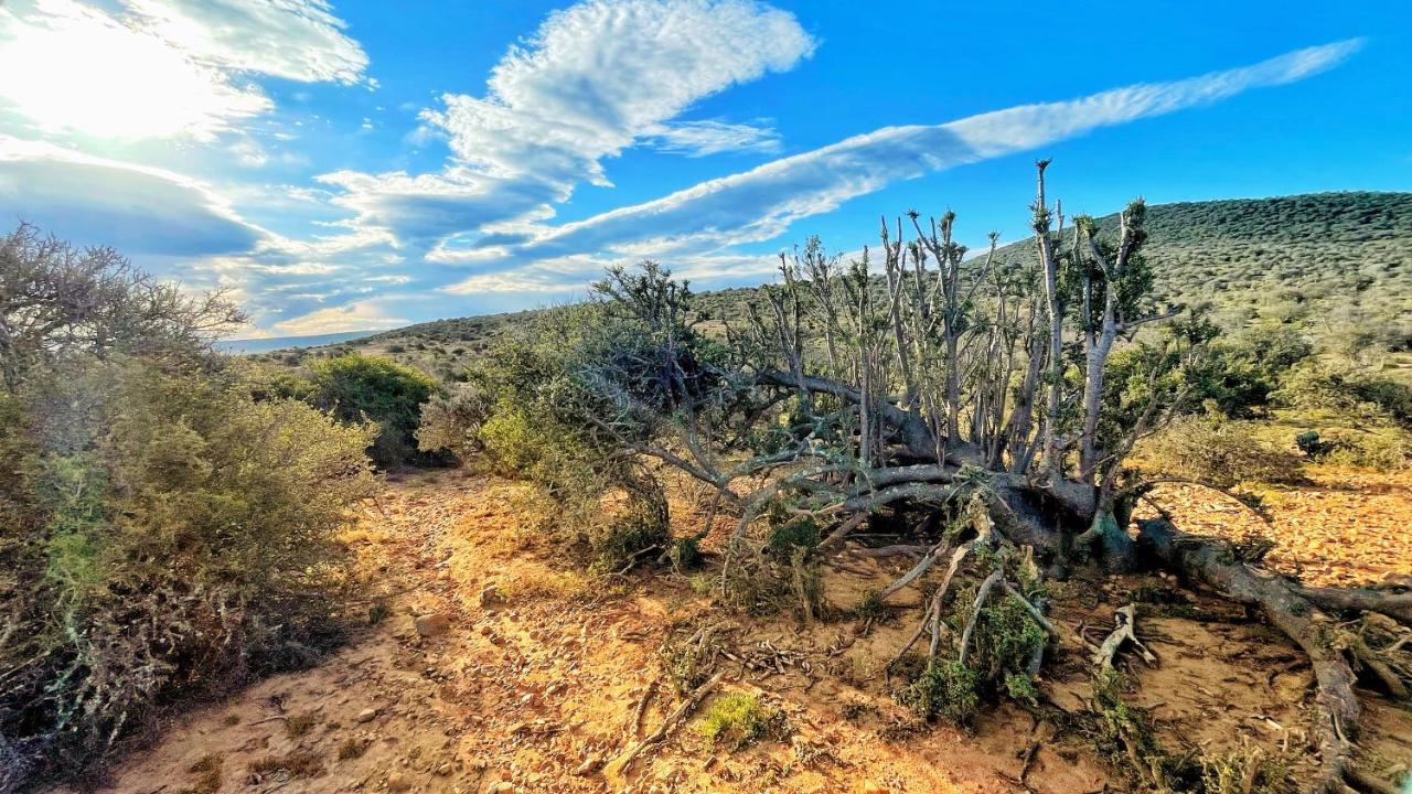 Buffelsdrift Game Lodge Oudtshoorn Exterior foto